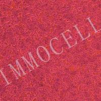 CT26-LUC小鼠结肠癌细胞丨荧光素酶标记