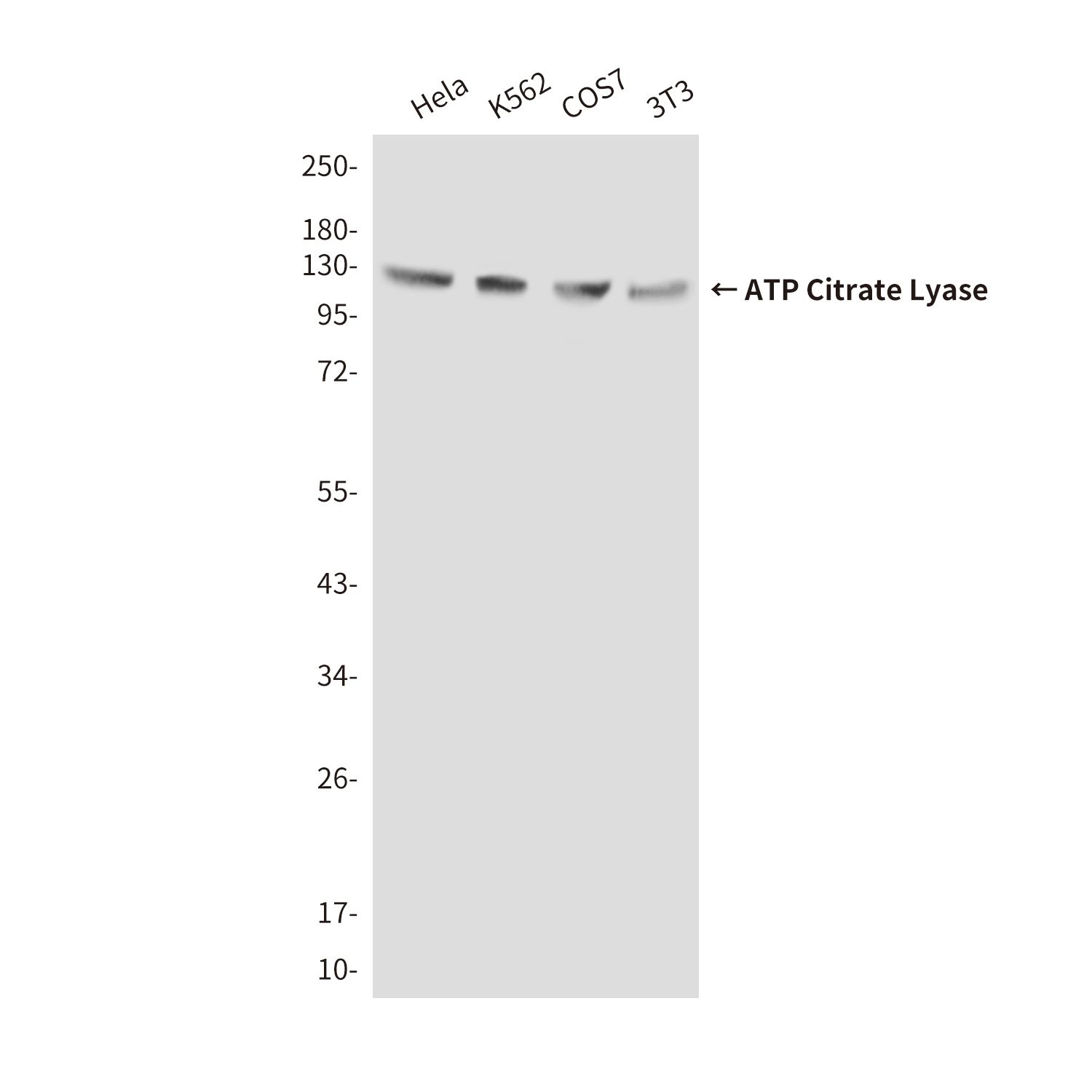 ATP Citrate Lyase (3D9) Mouse mAb