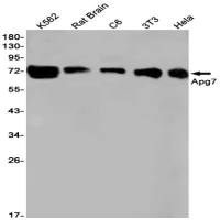 ATG7 (DGR21045) Rabbit mAb