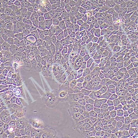 BXPC-3-LUC人原位胰腺腺癌细胞丨荧光素酶标记
