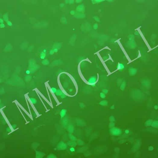 NCI-H1299-LUC-EGFP人非小细胞肺癌细胞丨绿色荧光蛋白-荧光素酶标记