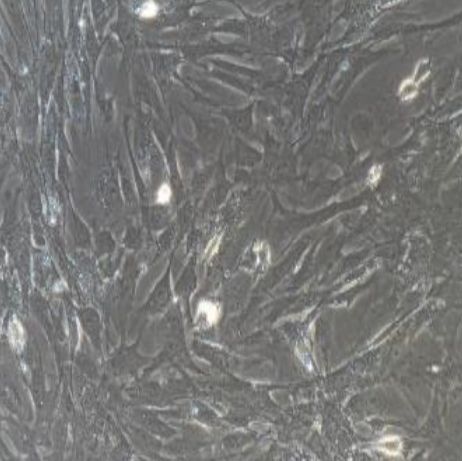 小鼠原代肾周细胞