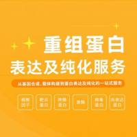 重组蛋白表达及纯化定制服务