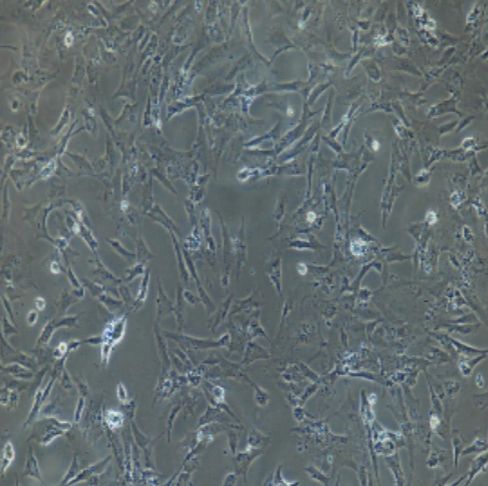 小鼠原代肾上腺髓质细胞