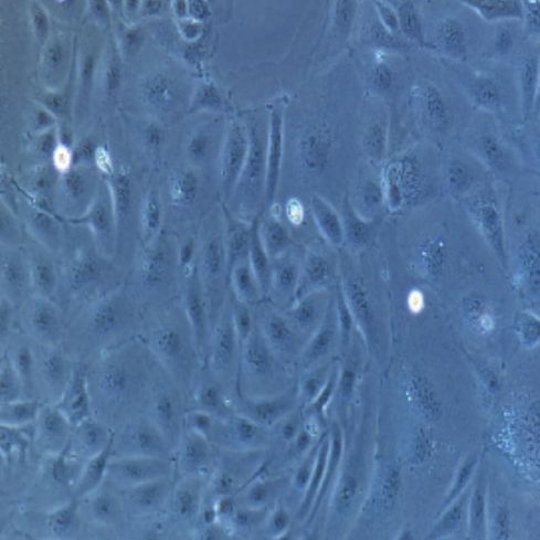 小鼠原代视网膜色素上皮细胞