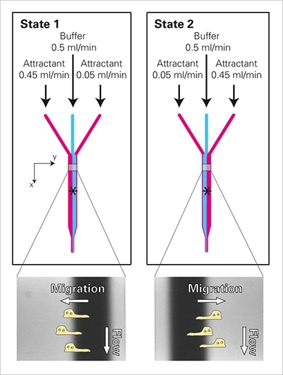 IBIDI易必迪µ-Slide 三合一通道培养载玻片