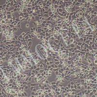 RSC96大鼠雪旺细胞 购买丨rsc96细胞丨大鼠雪旺细胞找逸漠