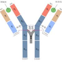 化学发光及其所需的抗体抗原之抗体定制服务