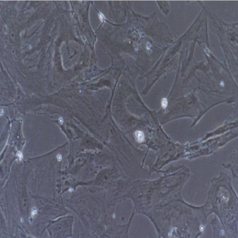 小鼠原代肾足细胞