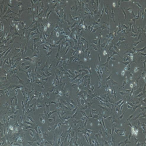 小鼠原代肾上腺皮质细胞