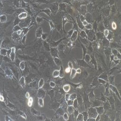 小鼠原代椎体终板软骨细胞