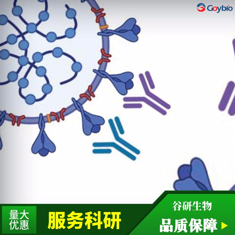 H3N2 Matrix Protein 2抗体