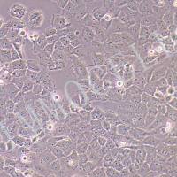 MCF-7/TAM人乳腺癌他莫昔芬耐药细胞株