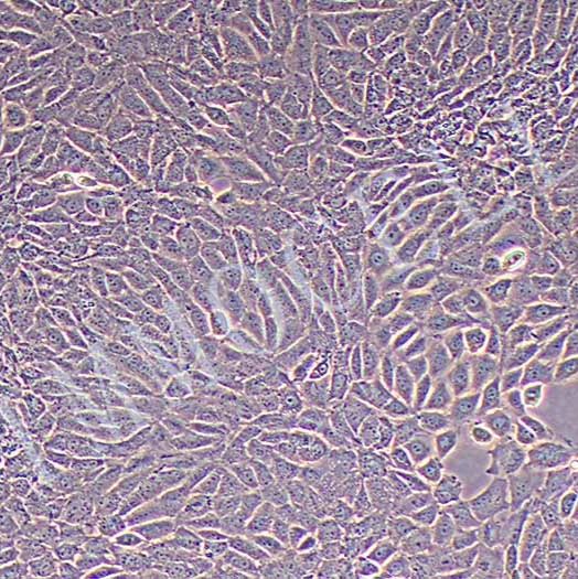TM3小鼠睾丸间质细胞 购买丨tm3细胞价格丨逸漠