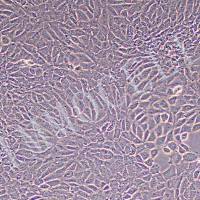 TM3小鼠睾丸间质细胞 购买丨tm3细胞价格丨逸漠