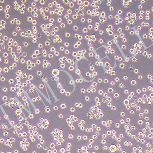 CTLL-2小鼠T淋巴细胞丨CTLL-2细胞株