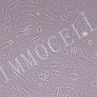 A7R5大鼠胸大动脉平滑肌细胞丨A7R5细胞系