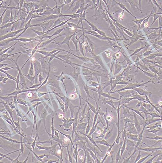 UMNSAH/DF-1鸡胚胎成纤维细胞丨逸漠(immocell)