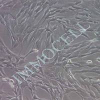 C2C12小鼠成肌细胞 丨c2c12细胞 现货丨小鼠成肌细胞报价