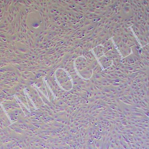 CFSC-8B大鼠肝星形细胞丨CFSC-8B