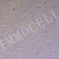 CFSC-8B大鼠肝星形细胞丨CFSC-8B