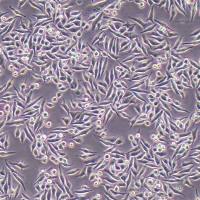 SW620/5-FU人结直肠腺癌耐药细胞株