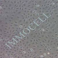 IEC-6大鼠小肠隐窝上皮细胞 现货包邮丨IEC6细胞丨逸漠