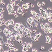 PC-12未分化大鼠肾上腺嗜铬细胞瘤细胞(未分化)