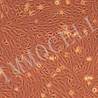 SV40-MES-13小鼠肾小球系膜细胞 供应丨逸漠(immocell)