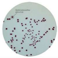 印度HiMedia耶尔森菌显色培养基