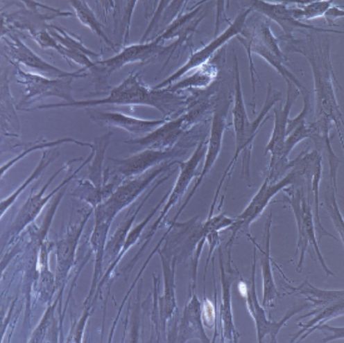 小鼠原代胸腺基质细胞