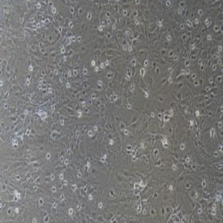 小鼠原代星形胶质细胞