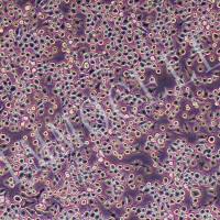 J774A.1小鼠单核巨噬细胞 丨j774a.1细胞 价格丨逸漠（immocell）