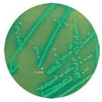 印度HiMedia 葡萄球菌选择性显色培养基