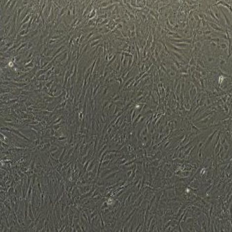 小鼠原代脂肪微血管内皮细胞
