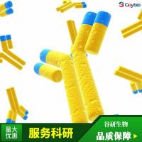 CEP164抗体