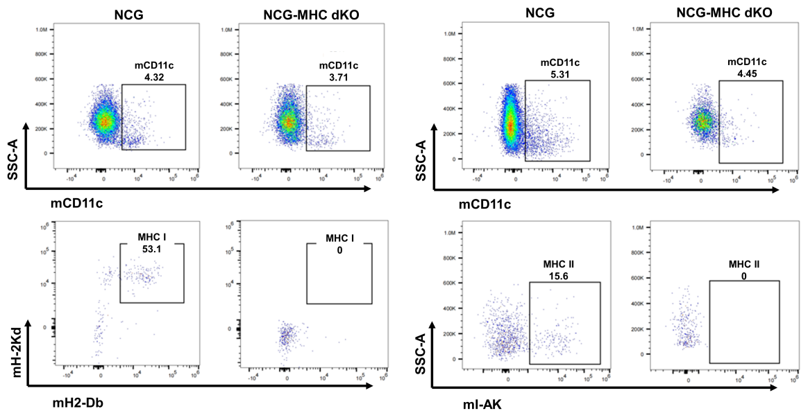 自主研发免疫系统人源化重建小鼠模型，医药研究的好帮手