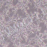 MIN6小鼠胰岛β细胞丨MIN6细胞株