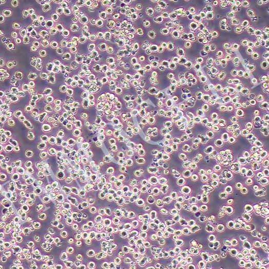 Sp2/0-Ag14小鼠骨髓瘤细胞丨[Sp2/0-Ag14]细胞