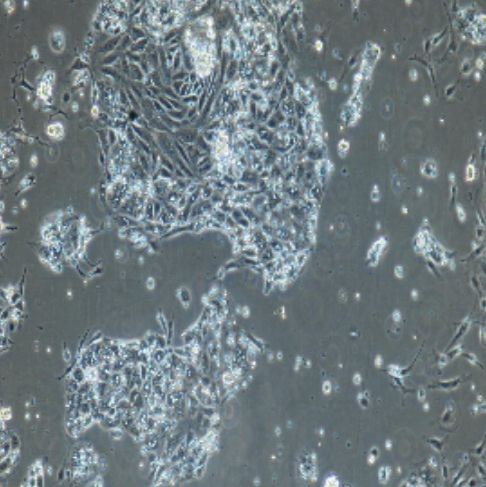 小鼠原代胆囊上皮细胞
