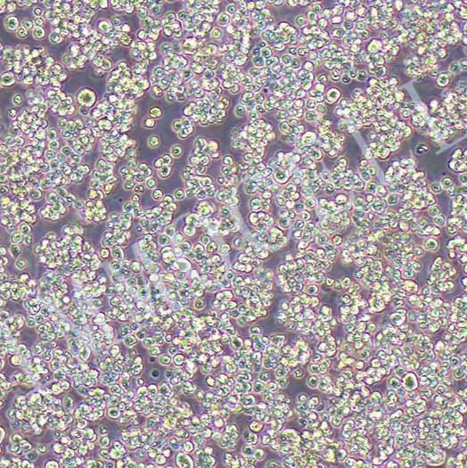 L5178Y TK+/-clone(3.7.2C)小鼠淋巴瘤细胞丨L5178Y TK细胞