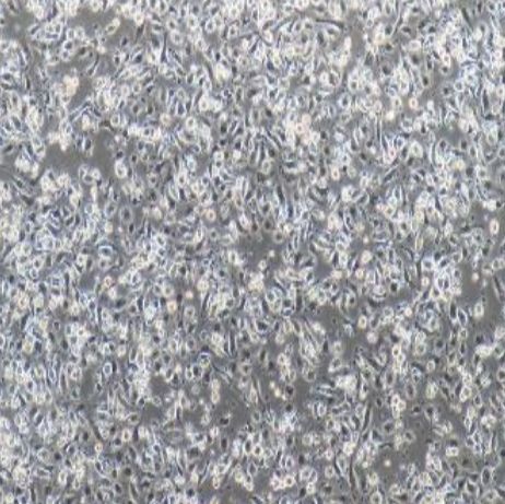 小鼠原代小胶质细胞