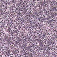 DC2.4小鼠树突状细胞 购买丨dc2.4细胞系丨逸漠(immocell)