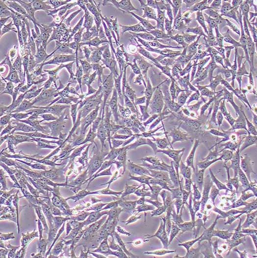 HT22小鼠海马神经元细胞 价格丨ht22细胞系丨逸漠