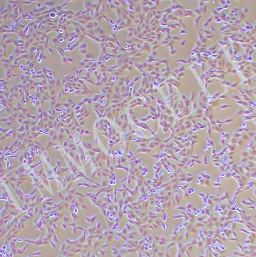 MDBK NBL-1牛肾细胞丨种属鉴定正确