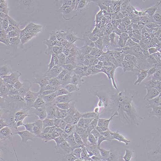 AML12小鼠肝细胞 丨aml12细胞 价格丨小鼠肝细胞厂家