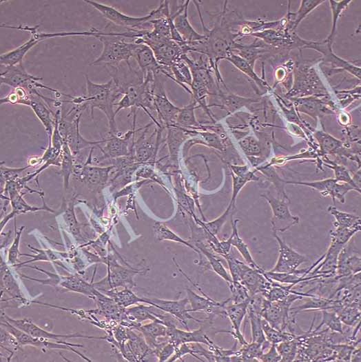 小鼠胚胎成纤维细胞;C3H 10T1/2 2A6