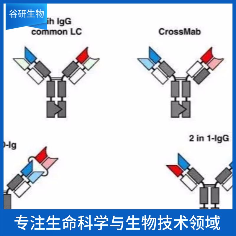 Rabbit Anti-Mouse IgG H&L / PE-Cy5.5抗体