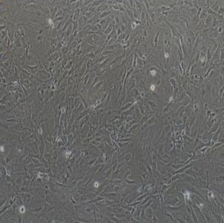 小鼠原代滑膜成纤维细胞