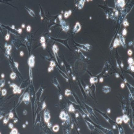 大鼠原代骨髓间充质干细胞